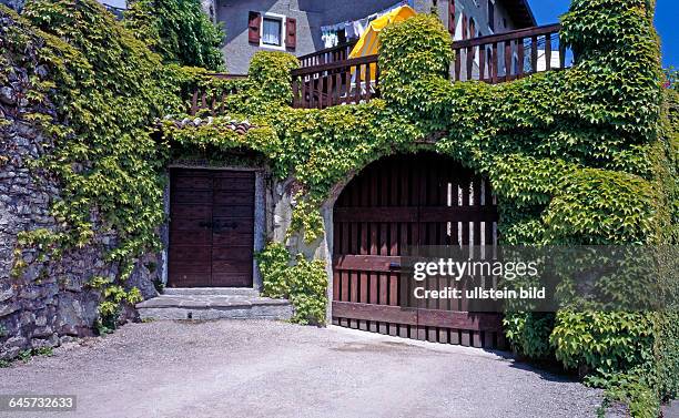 Wilder Wein, auch Jungfernrebe, Parthenocissus tricuspidata, schmueckt mediterranes Landhaus