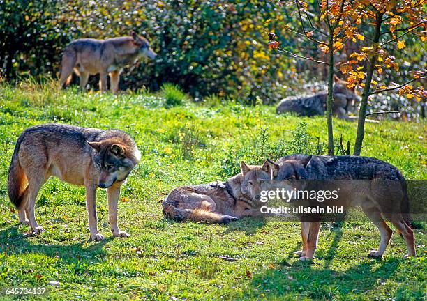 Wolfsrudel lagert auf einer Waldlichtung