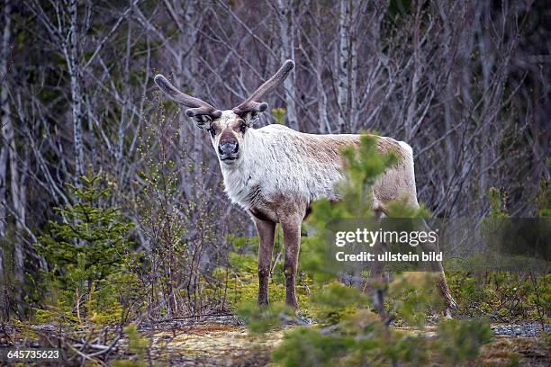 Rentier im Bast, rangifer tarandus / reindeer in velvet, rangifer tarandus