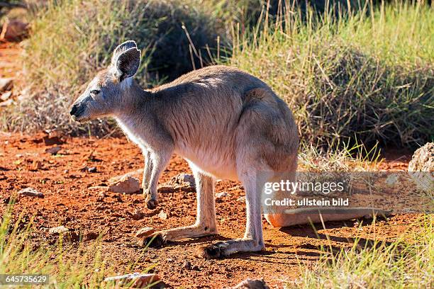 25 Common Wallaroo Stock Photos, High-Res Pictures, and Images - Getty ...
