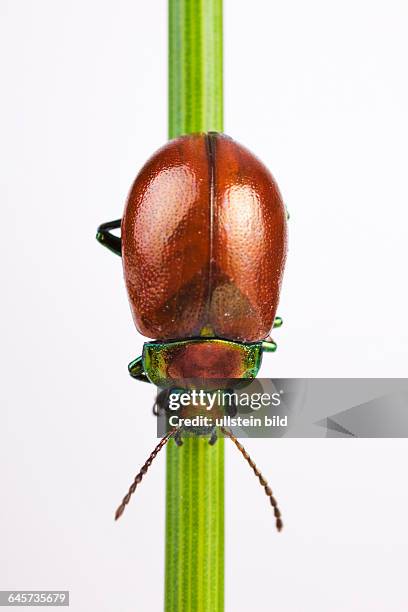 Gegltteter Blattkfer - Knotgrass Leaf Beetle