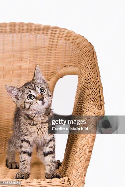 Tzchen auf einem Sessel - kitty on a chair