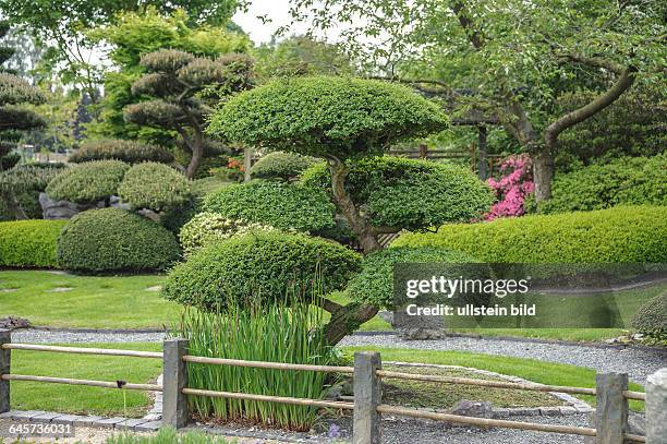 Japanischer Garten, Scheinbuche