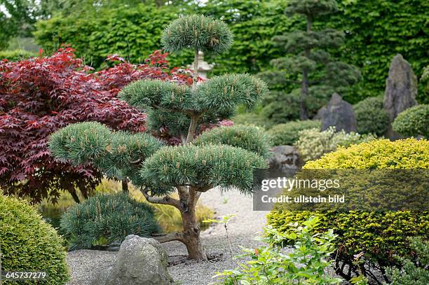 Japanischer Garten, Föhre