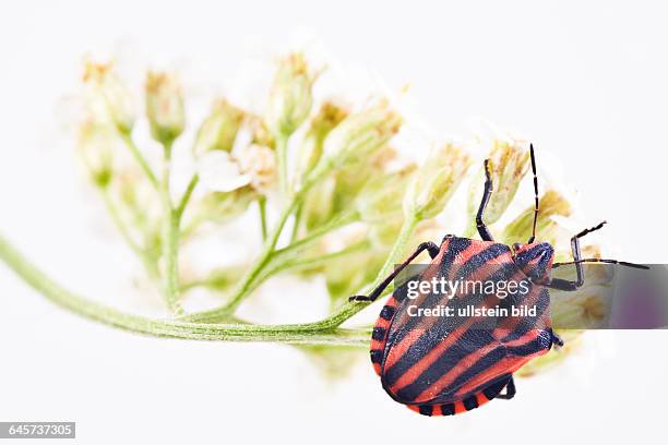 Sprinkle On Insect 142 Striped Stink Bug Stock Photos, High-Res Pictures, and Images ...