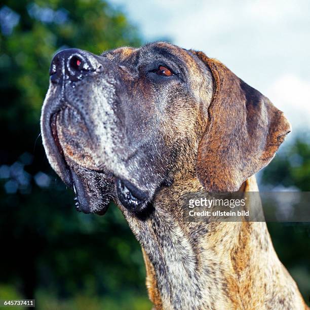 Portraet einer gestromten Deutschen Dogge, die als imposanter Wach-, Dienst-, und Begleithund dient und als bewegungsfreudiges grosses Haustier viel...