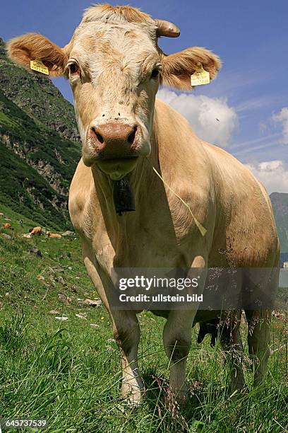 Milchkuh auf einer Weide - Cow on a pasture