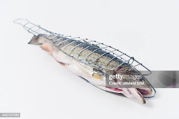 Saibling [Salvelinus alpinus] in einer Fischgrillzange - arctic char [Salvelinus alpinus]