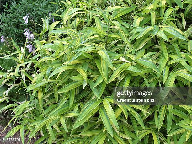 Pleioblastus viridistriatus