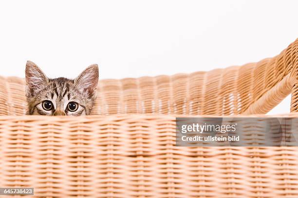Tzchen auf einem Sessel - kitty on a chair