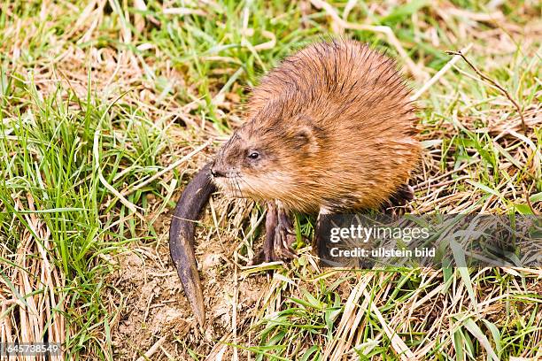 14 Bisamratte Stock Photos High Res Pictures And Images Getty Images 14-bisamratte-stock-photos-high-res-pictures-and-images-getty-images