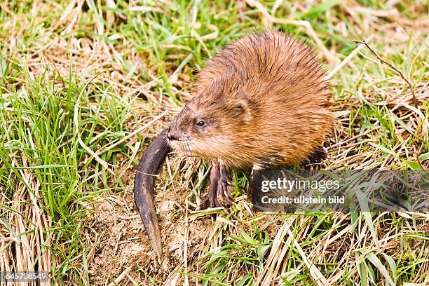 Bisamratte - muskrat