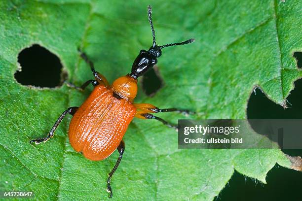 Lilienhhnchen (Lilioceris lilii) - lily leaf beetle [Lilioceris..., News Photo