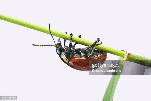 Gegltteter Blattkfer - Knotgrass Leaf Beetle