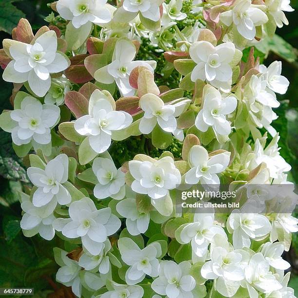 Hydrangea quercifolia Snowflake