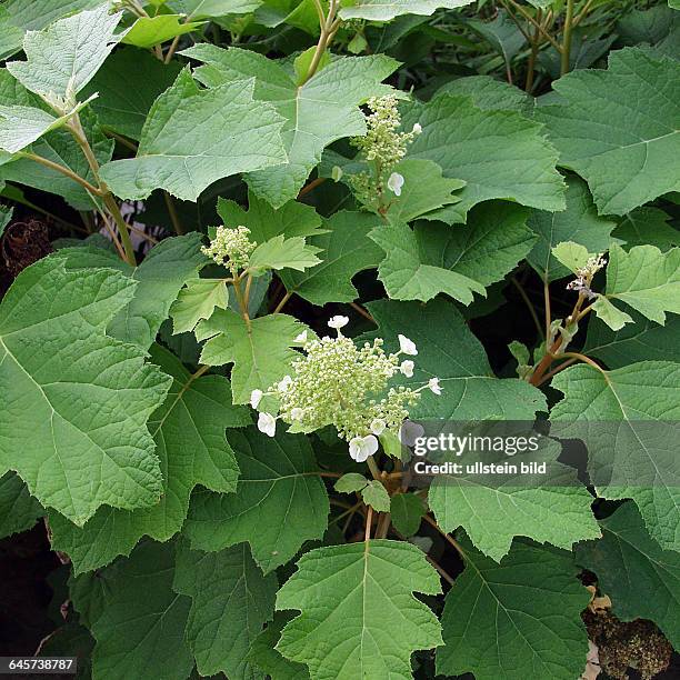 Hydrangea quercifolia