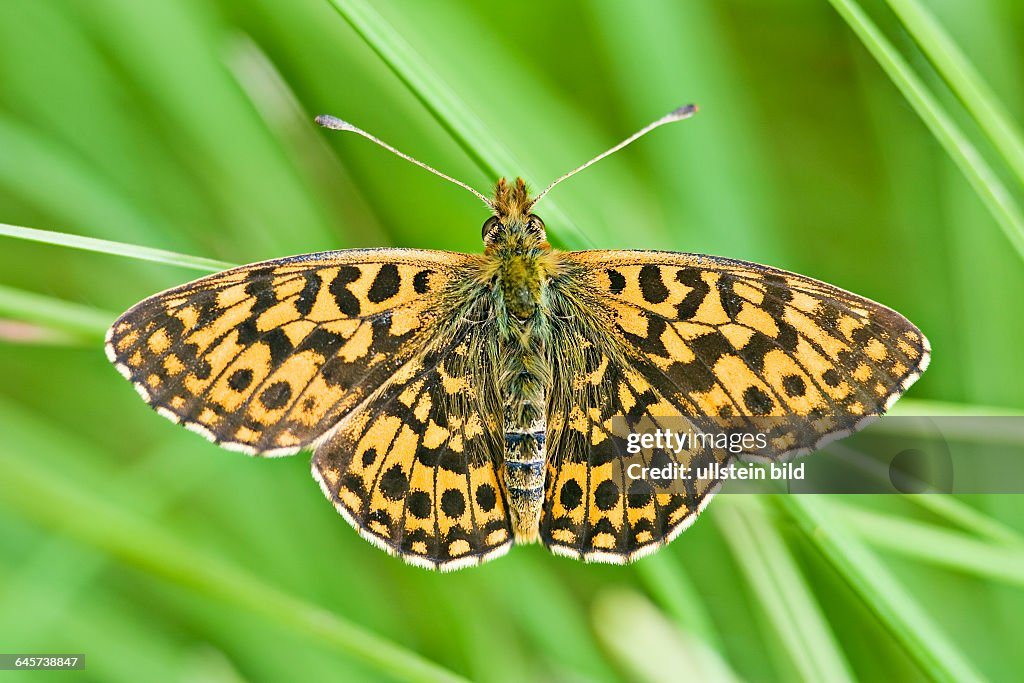 Braunfleckiger Perlmutterfalter (Clossiana selene) - Small Pearl-bordered Fritillary (Clossiana selene)
