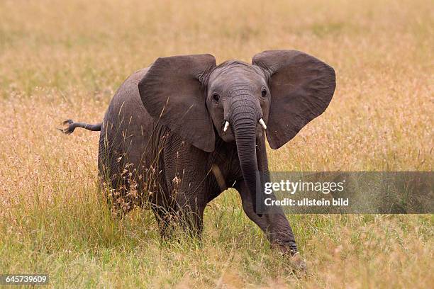 Afrikanischer Elefant Jungtier