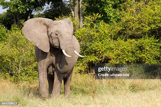 Afrikanischer Elefant