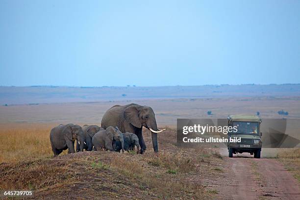 Afrikanischer Elefant