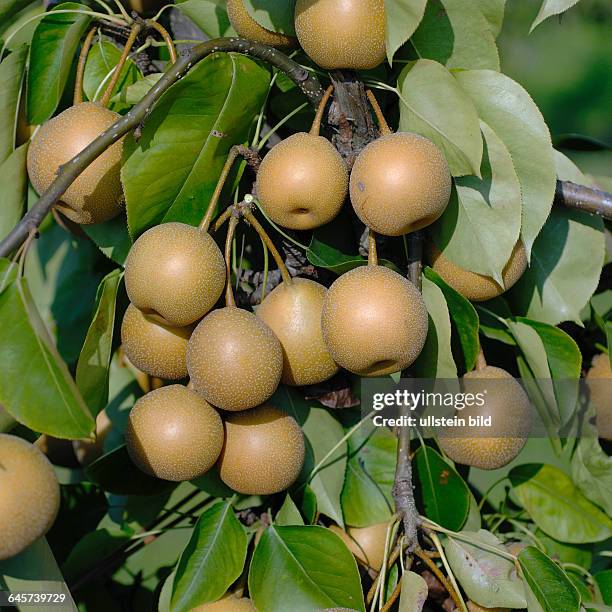 Nashi-Birne, Pyrus pyrifolia, 'He Tu Pear'