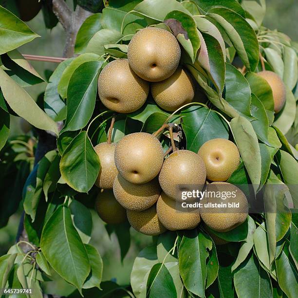 Nashi-Birne, Pyrus pyrifolia, 'He Tu Pear'