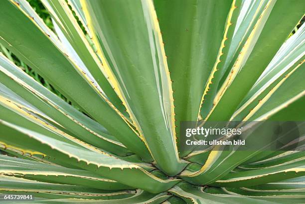 Agave