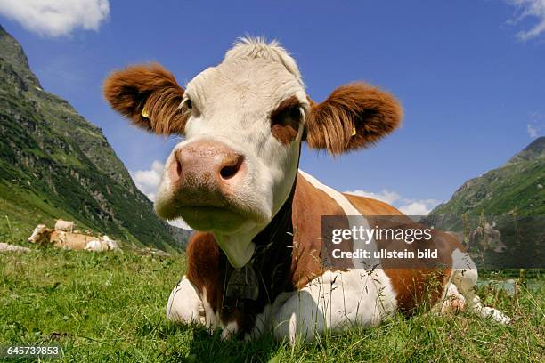 Milchkuh auf einer Weide - Cow on a pasture