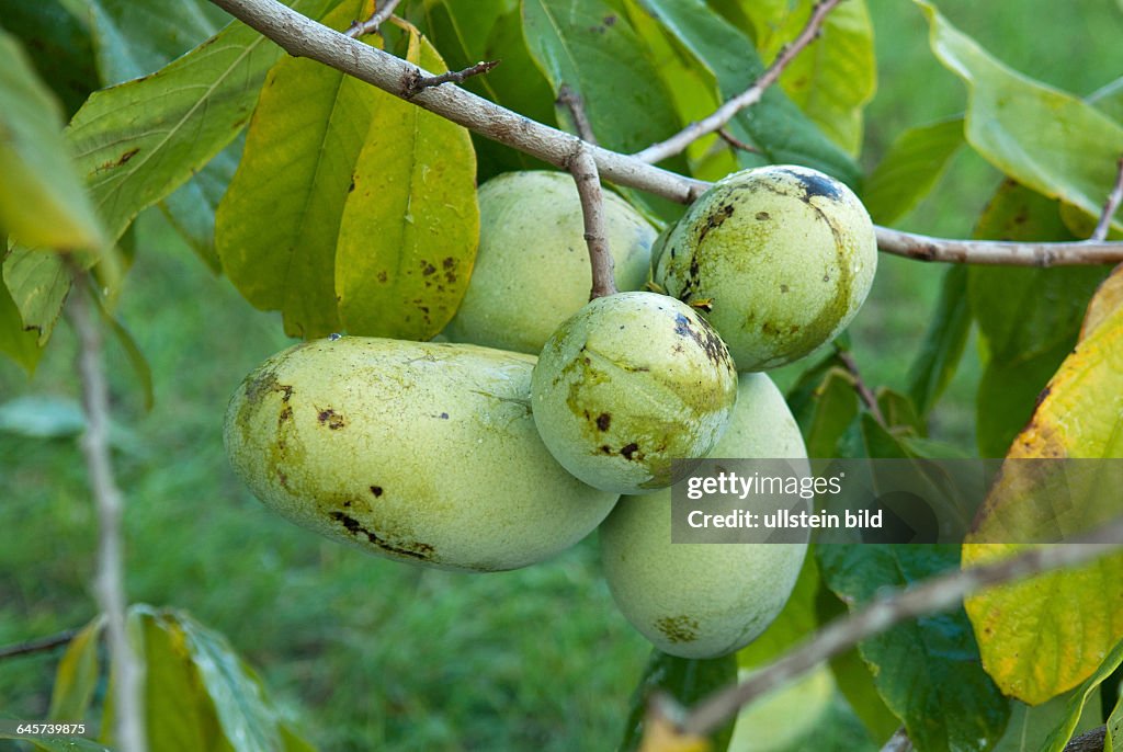 Indianerbanane