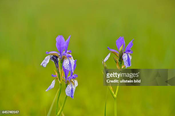 Blaue Schwertlilie Siberian Iris