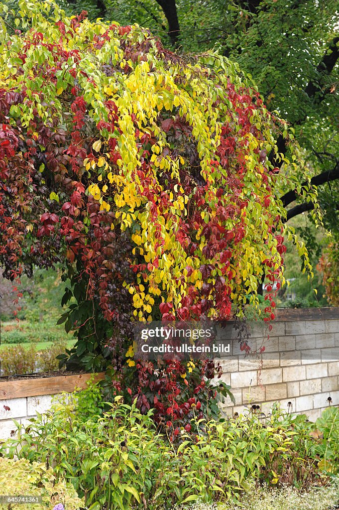 Wilder Wein