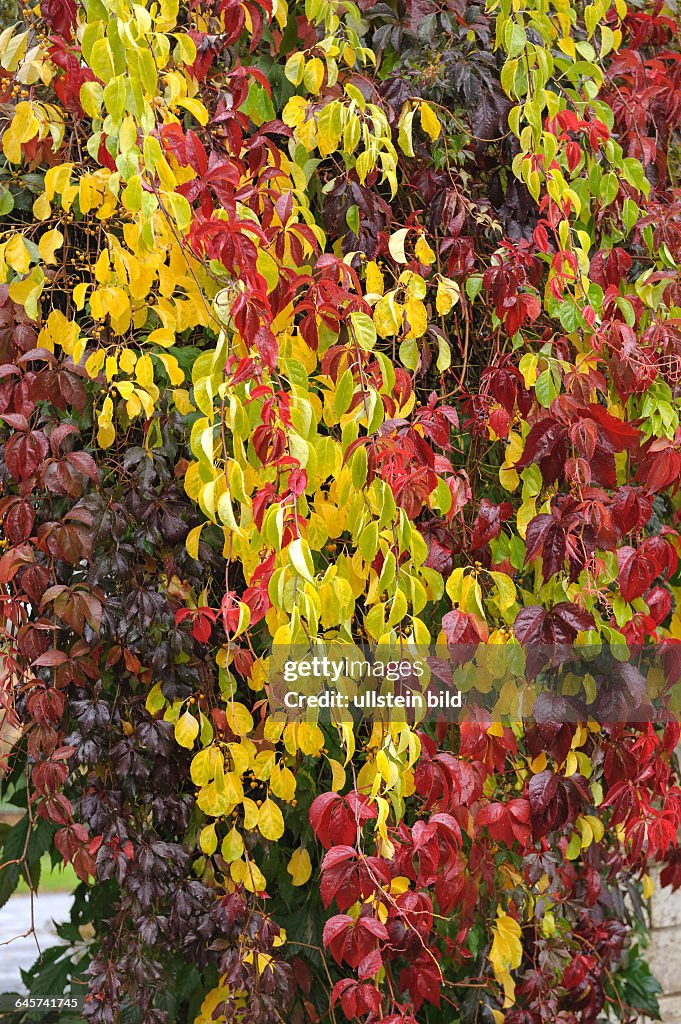 Wilder Wein