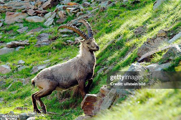 Steinbock, Capra ibex, Bock stehend an einem Steilhang, Schweizer Alpen, Abendlicht