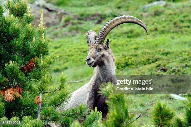 Steinbock, Capra ibex, Bock stehend an einem Steilhang, Schweizer Alpen, Abendlicht