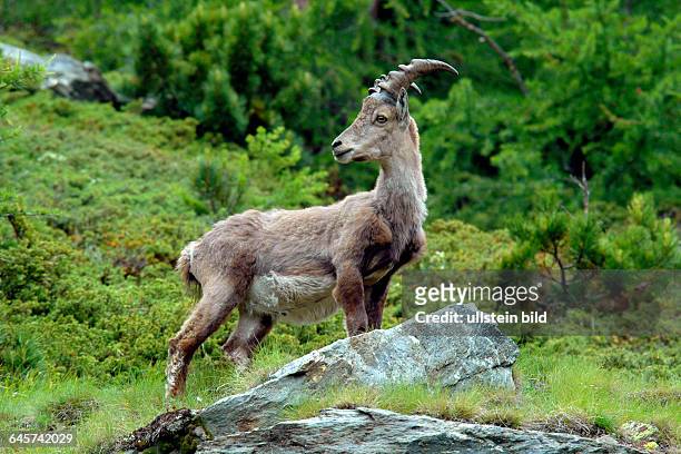Steinbock, Capra ibex, Bock stehend an einem Steilhang, Schweizer Alpen, Abendlicht