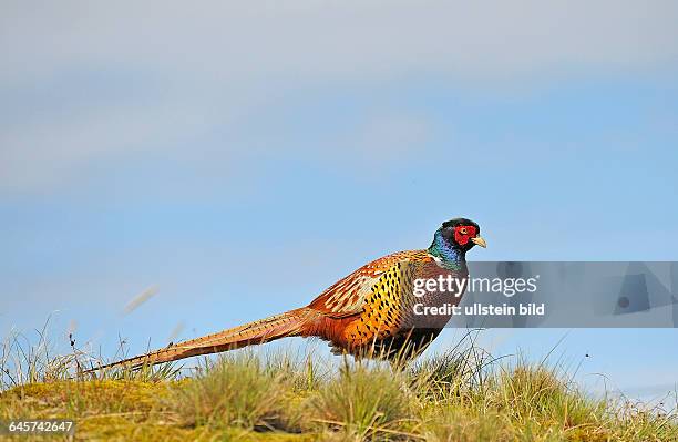 Fasan auf der Insel Langeoog, Hahn, Phasianus colchicus,