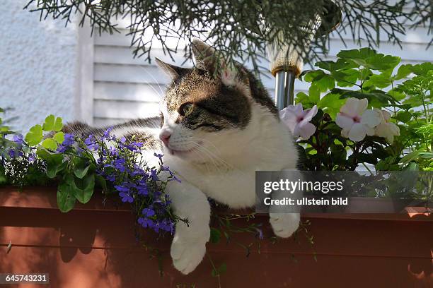 Hauskatze liegt im Blumenkasten