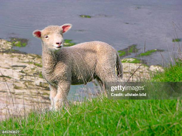 Neuseeland - Junges Schaf - Lamm