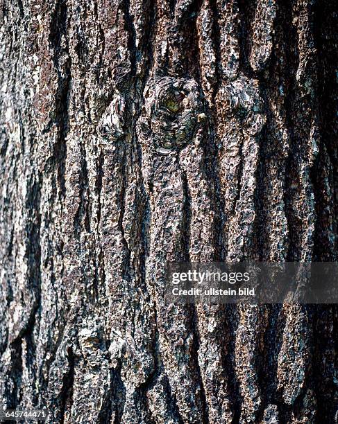 Stamm und Baumrinde einer alten Weymouthskiefer, Pinus strobus