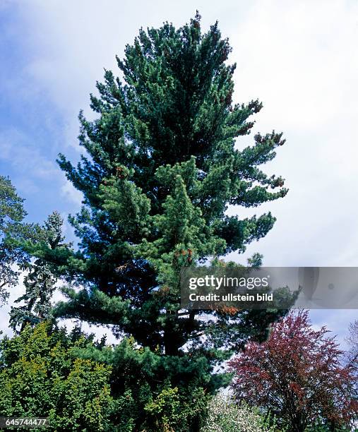 Dreihundertjaehrige Weymouthskiefer, Pinus strobus, ein geschuetztes Baumnaturdenkmal in Kreischa bei Dresden, eines der ersten Exemplare, die nach...