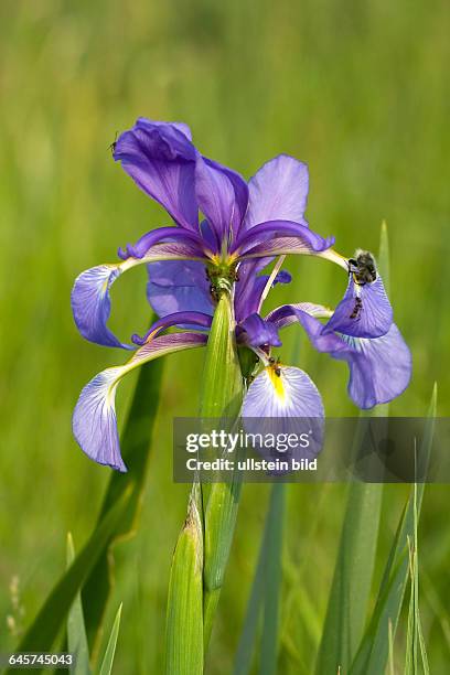 Blaue Schwertlilie Siberian Iris