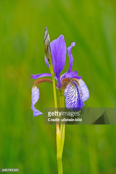 Blaue Schwertlilie Siberian Iris