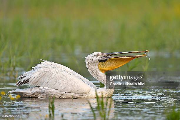 Krauskopfpelikan, Pelecanus crispus, Dalmatien Pelican