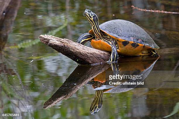 Rotbauch Schmuckschildkröte, Pseudemys nelsoni, red bellied Turtle