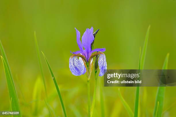 Blaue Schwertlilie Siberian Iris