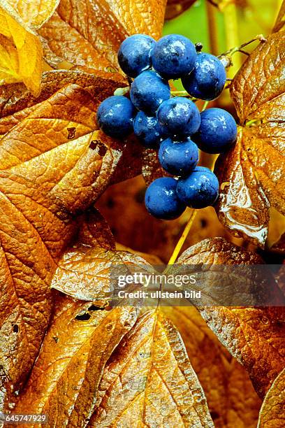 Blaubeeren, Heidelbeeren auf Herbstlaub