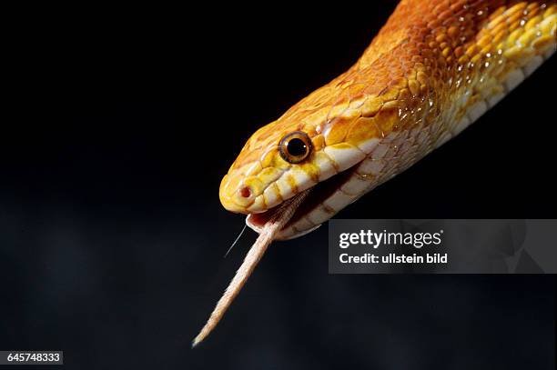 Tier - Reptil - Schlange - Kornnatter, Pantherophis guttatus