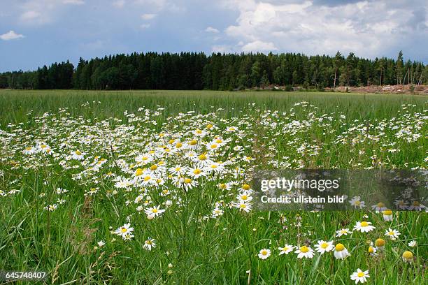 Schweden; Sommerwiese