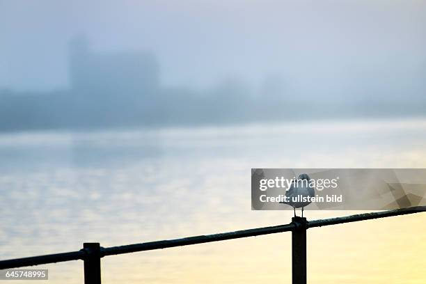 Möwe am Fähranleger Zollenspieker in Kirchwerder, Hamburg, Deutschland, Europa