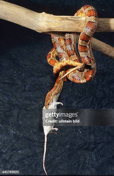 Tier - Reptil - Schlange - Kornnatter verschlingt Maus, Pantherophis guttatus,